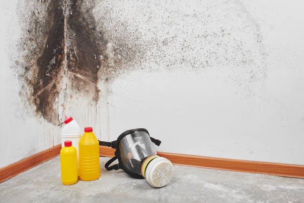 Best Certified Mold Removal  in Chisholm, ME