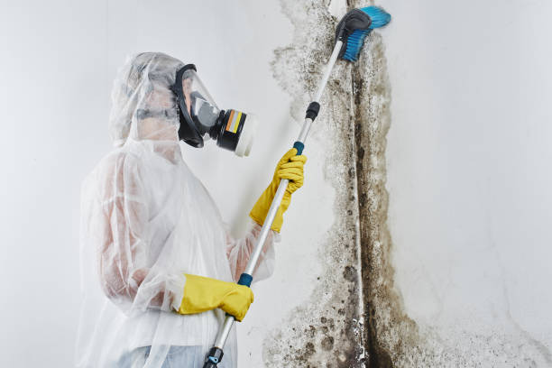 Professional Mold Removal in Chisholm, ME