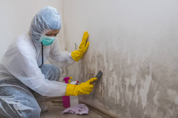 Best Affordable Mold Removal  in Chisholm, ME