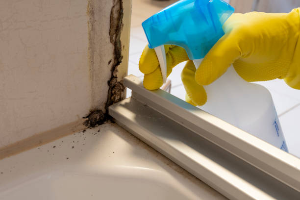 Best Black Mold Removal  in Chisholm, ME