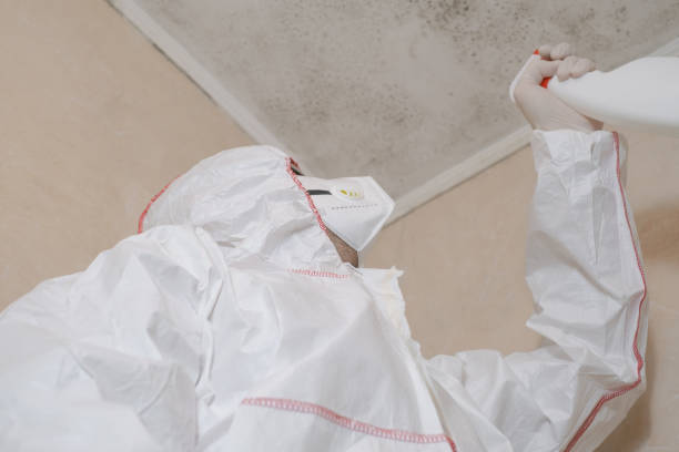 Best Certified Mold Removal  in Chisholm, ME