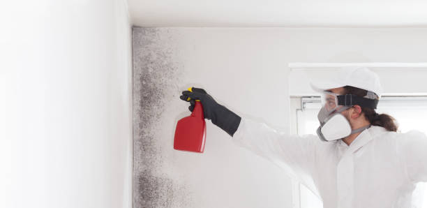 Best Toxic Mold Removal  in Chisholm, ME