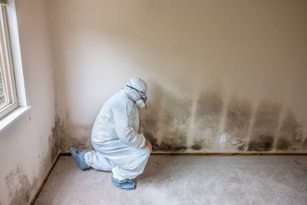 Best Mold Remediation  in Chisholm, ME