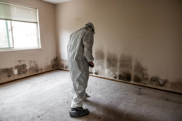 Best Mold Cleaning Services  in Chisholm, ME