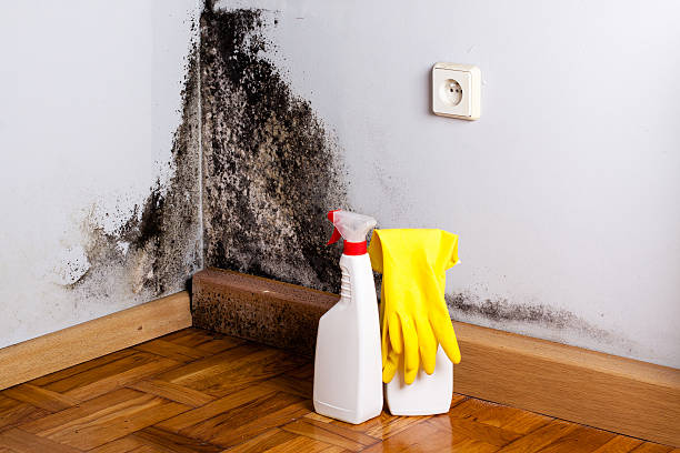 Best Certified Mold Removal  in Chisholm, ME