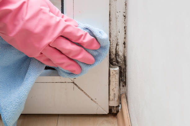 Best Office Mold Removal Services  in Chisholm, ME