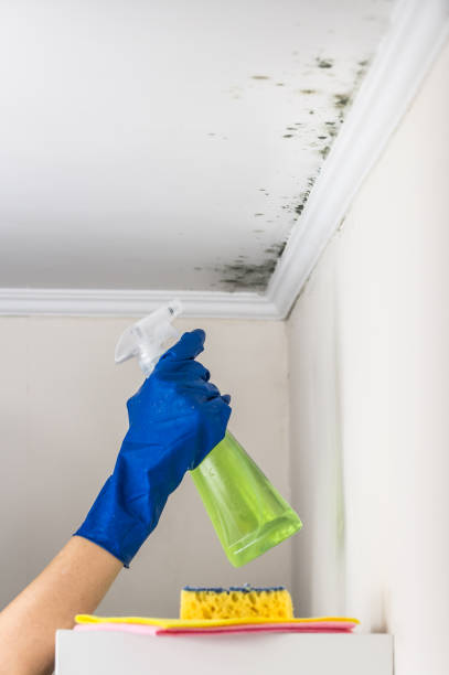 Best Office Mold Removal Services  in Chisholm, ME