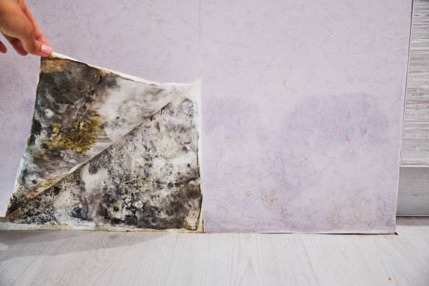 Best Professional Mold Removal  in Chisholm, ME